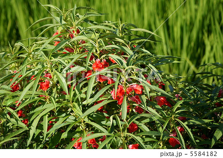 鳳仙花 ホウセンカ 花 赤色の写真素材 - PIXTA