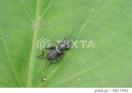 コオロギ 幼生 秋の虫 自然の写真素材