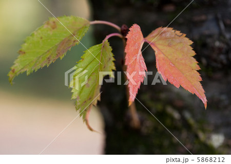 葉っぱ 赤茶 ギザギザ 古代蓮の里の写真素材