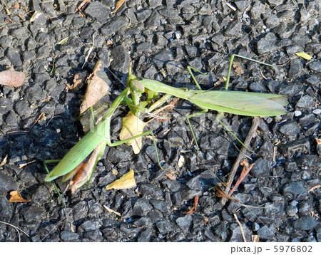 木の肌に擬態するキノハダカマキリの写真素材