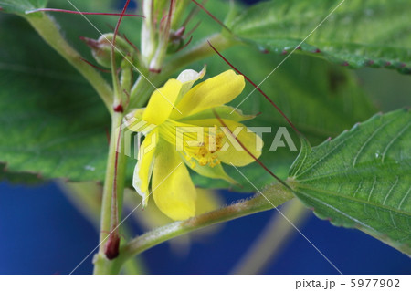 モロヘイヤの花の写真素材