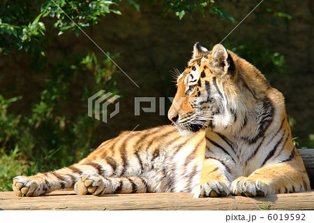 虎 トラ 強い 多摩動物園の写真素材