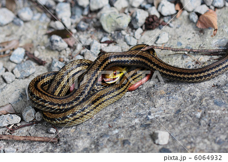 成蛇 共食い ヘビ 縞蛇の写真素材