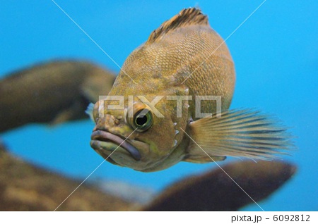 魚 ガヤ エゾメバル 食べ物の写真素材
