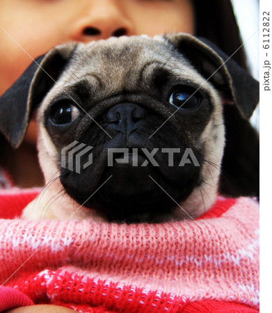 子犬 小型犬 抱く 小犬の写真素材