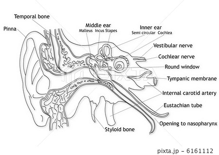 中耳のイラスト素材