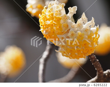 みつまたの花の写真素材