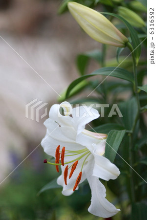 白ユリ 白百合 ユリの写真素材