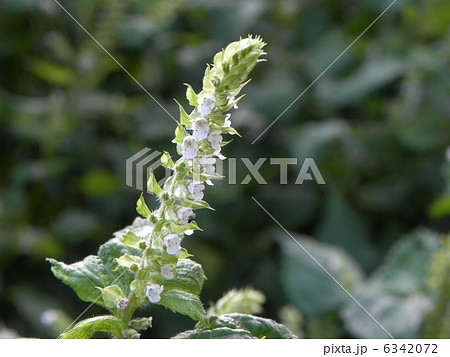 大葉 植物の写真素材