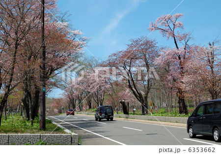 登別桜並木 桜並木 道路 桜の写真素材