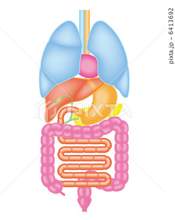 内臓 消化器系 消化管 消化器官のイラスト素材