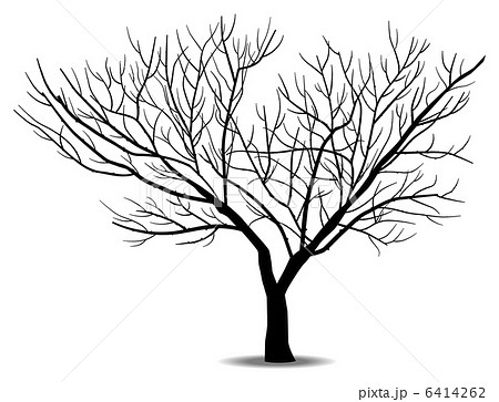 枯れ枝 黒 木 白背景 枝の写真素材
