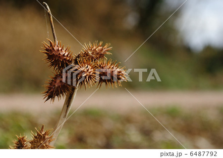 オナモミの写真素材
