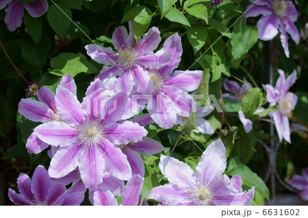 アンドロメダの花の写真素材
