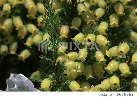 カナリーヒース 花の写真素材
