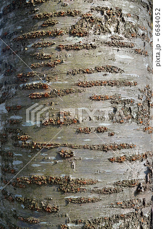 木の幹 木 桜の木 幹の写真素材