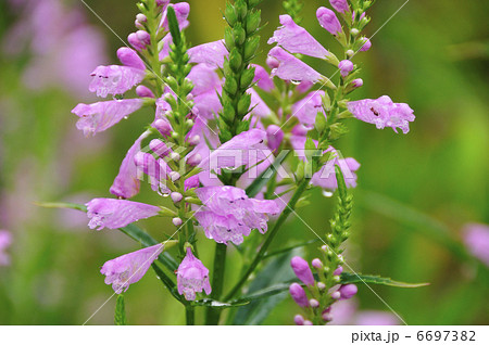 カクトラノウ ピンク 夏の草花 可憐の写真素材