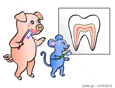 動物 歯磨き 虫歯予防 衛生 健康な歯のイラスト素材
