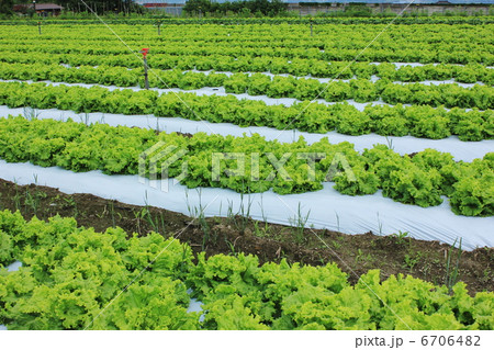 塩ビ管 野菜 畑 夏野菜の写真素材