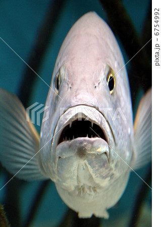 魚 正面 海水魚 水族館の写真素材