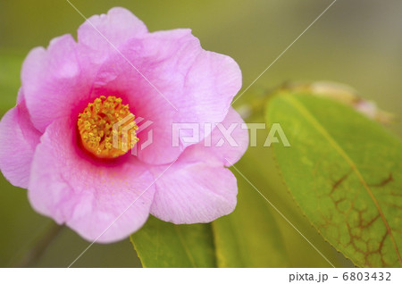 詫び助の花 茶道の写真素材