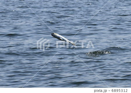 魚 こはだ 飛ぶ 水面の写真素材