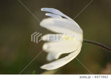 菊咲一花 植物の写真素材