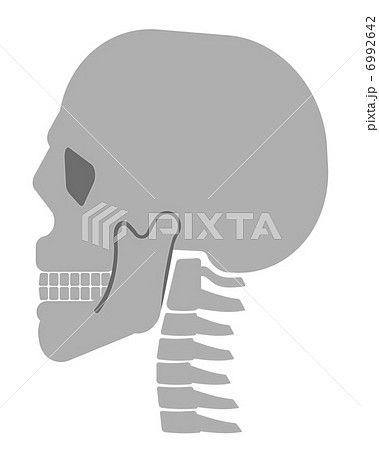 首 骨 頭蓋骨 頸椎 ガイコツ 頭 構造 横顔の写真素材