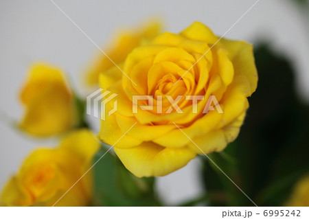 イエローマカレナ 花言葉の写真素材