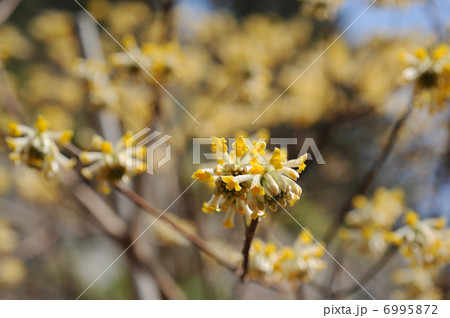 ミツマタの花の写真素材