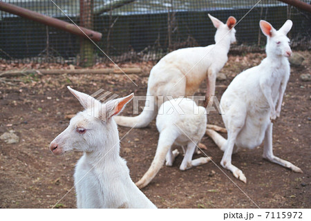 白カンガルー 富士サファリパーク カンガルーの写真素材