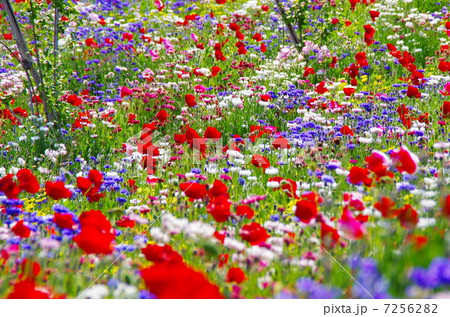 花畑 カラフル 平塚 農協の写真素材