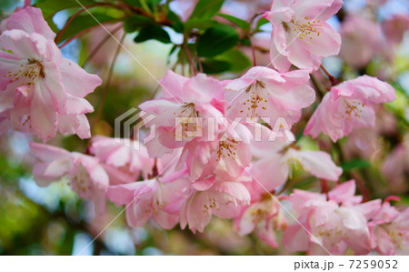 枝垂れ桜 花言葉 優美 A Weeping Cherry Treeの写真素材