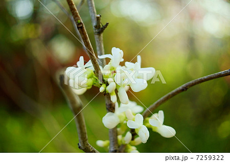 サーシス 花の写真素材