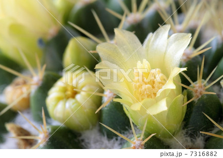 花 サボテン 金洋丸 植物の写真素材 Pixta