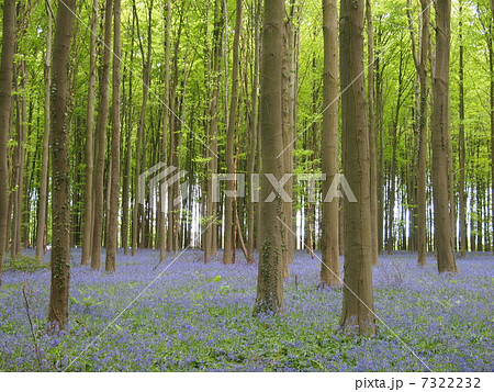 ハルの森 ハレルボス ブルーベル ベルギーの写真素材