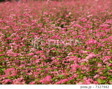 蕎麦の花 蕎麦畑 赤蕎麦の花 ピンク色の蕎麦の花の写真素材 - PIXTA