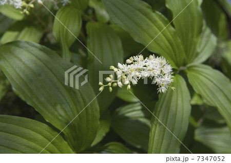 大葉雪笹 白い花 植物 自然の写真素材