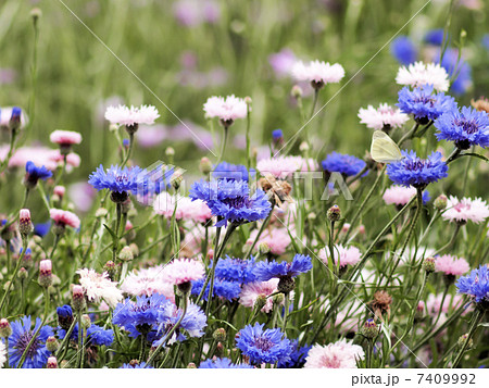 矢車草 ヤグルマソウ 花 季節の写真素材