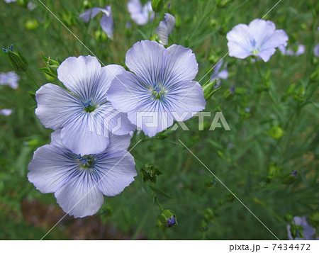 アマニ 花 アマの写真素材