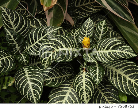 植物 花 アフェランドラ ダニア 緑色の写真素材