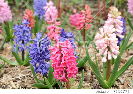 ヒヤシンス 園芸種 赤紫の花 ピンク花の写真素材 ヒヤシンス 園芸種 赤紫の花 ピンク花の写真素材
