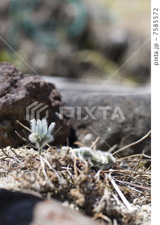 高山植物 カタオカソウ 産毛 山野草 片岡草の写真素材 - PIXTA