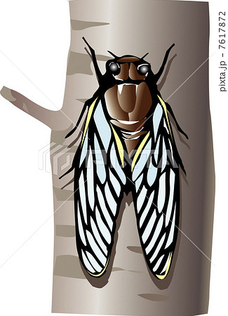 切り絵蝉のイラスト素材