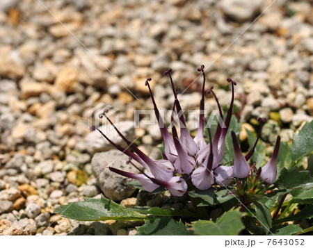 アクマノツノ 花 悪魔の爪の写真素材