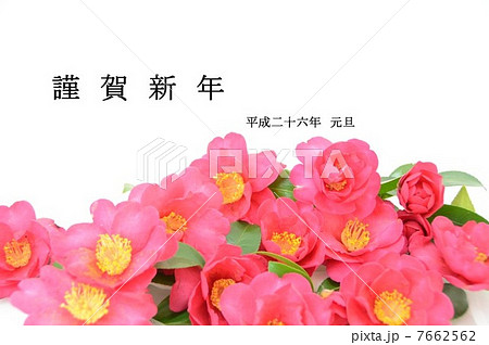 さざんか 山茶花 花 切り花のイラスト素材