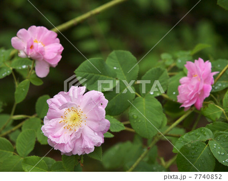 薔薇 アルバローズ アメリア 植物 ピンクの写真素材