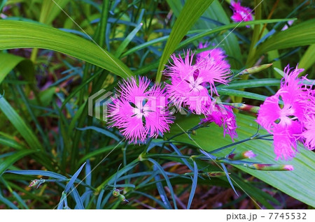 やまとなでしこ 花の写真素材