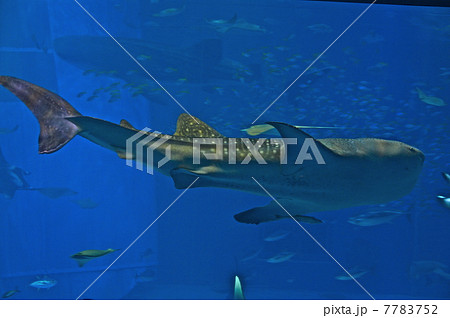 ジンベイザメの食事の写真素材