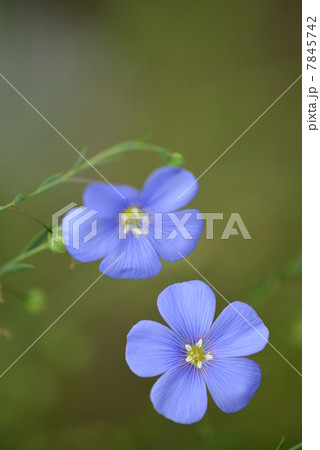 アマ 花 麻の原料 薄青色の写真素材